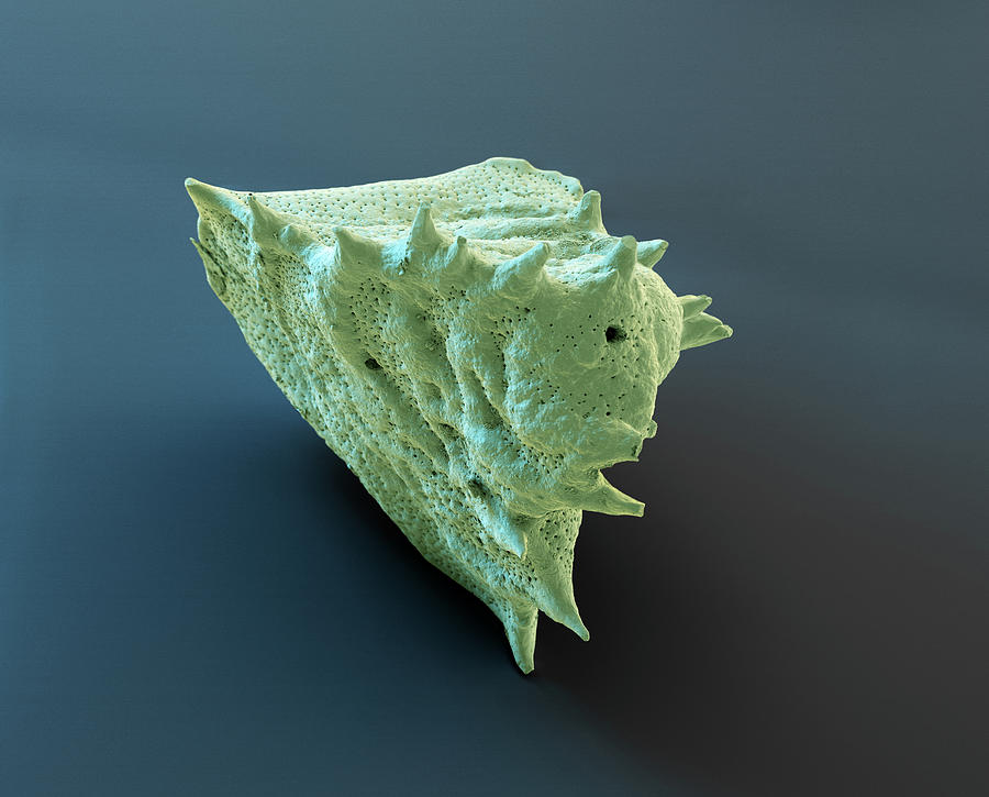 Foraminiferan Ehrenbergina Trigona, Sem Photograph by Oliver Meckes EYE OF SCIENCE