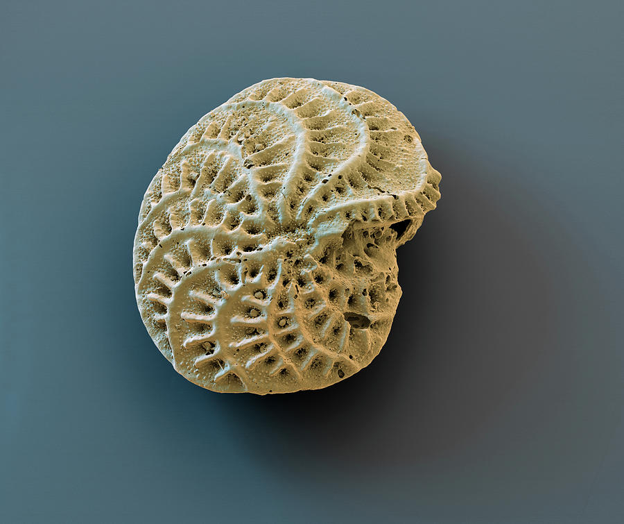 Foraminiferan Elphidium Crispum, Sem Photograph by Oliver Meckes EYE OF SCIENCE