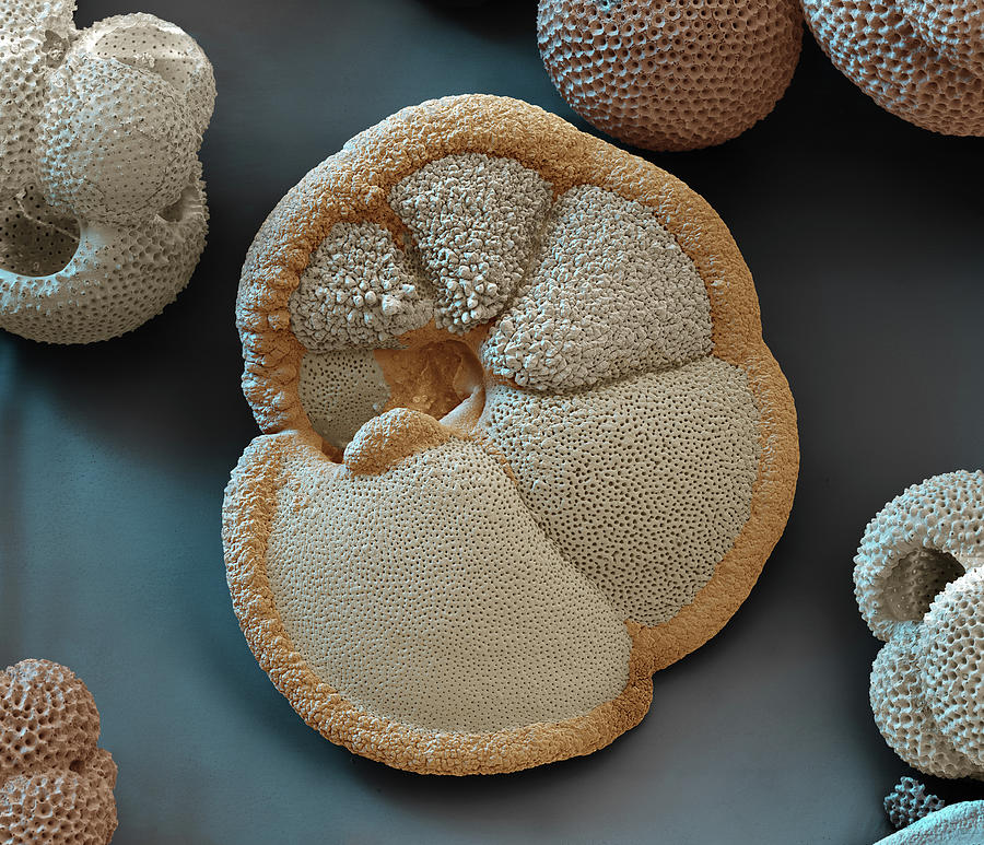 Foraminiferan Planodiscorbis, Sem Photograph by Oliver Meckes EYE OF SCIENCE