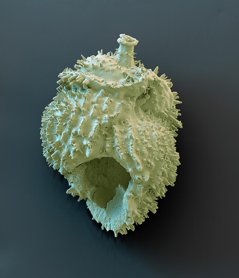 Foraminiferan, Sem Photograph by Oliver Meckes EYE OF SCIENCE