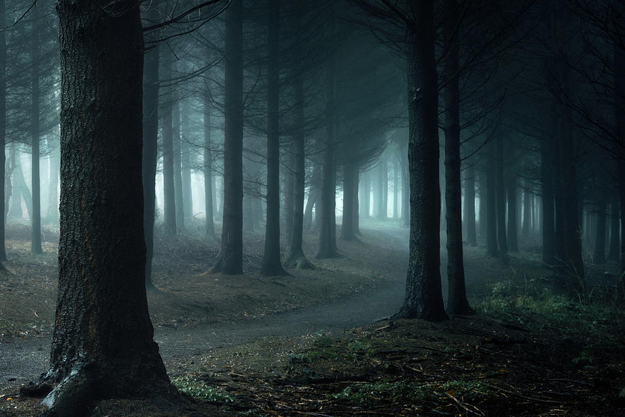 Forbidden Forest. Photograph by Inge Bovens