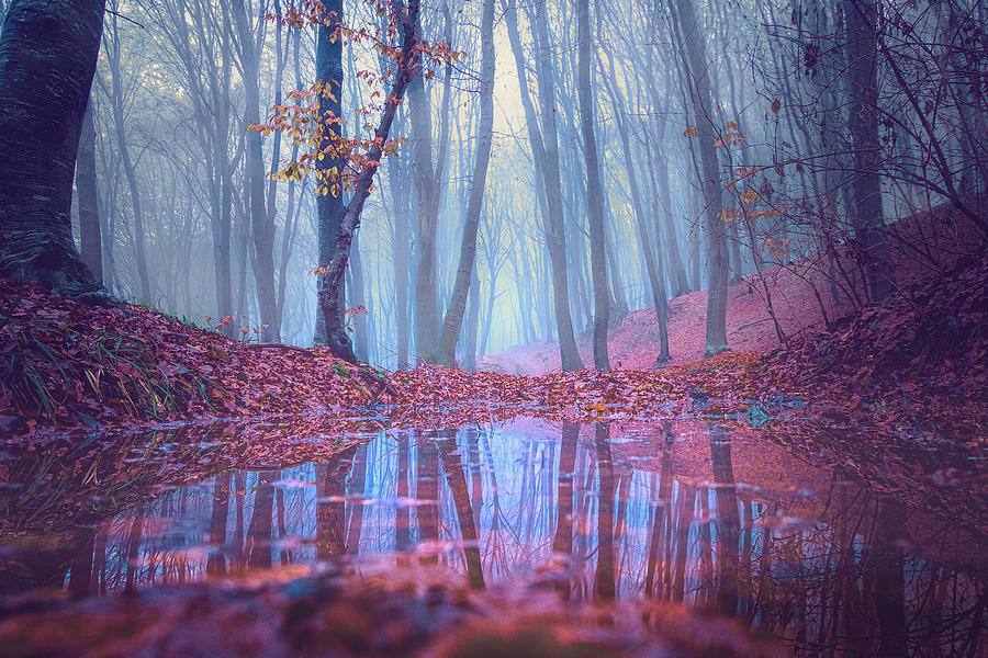 Forbidden Forest Photograph by Vio Oprea