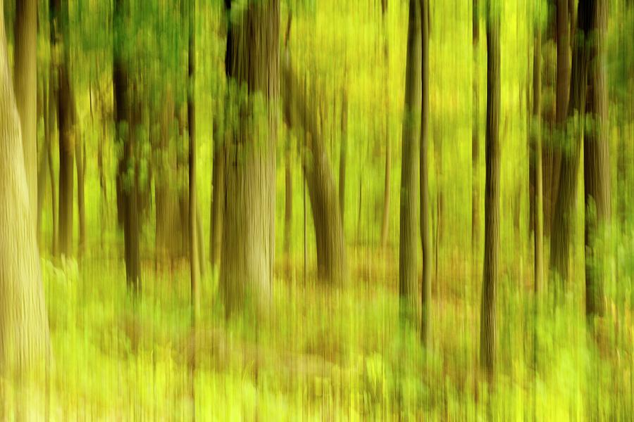 Forest Abstract Photograph by Angie Tirado