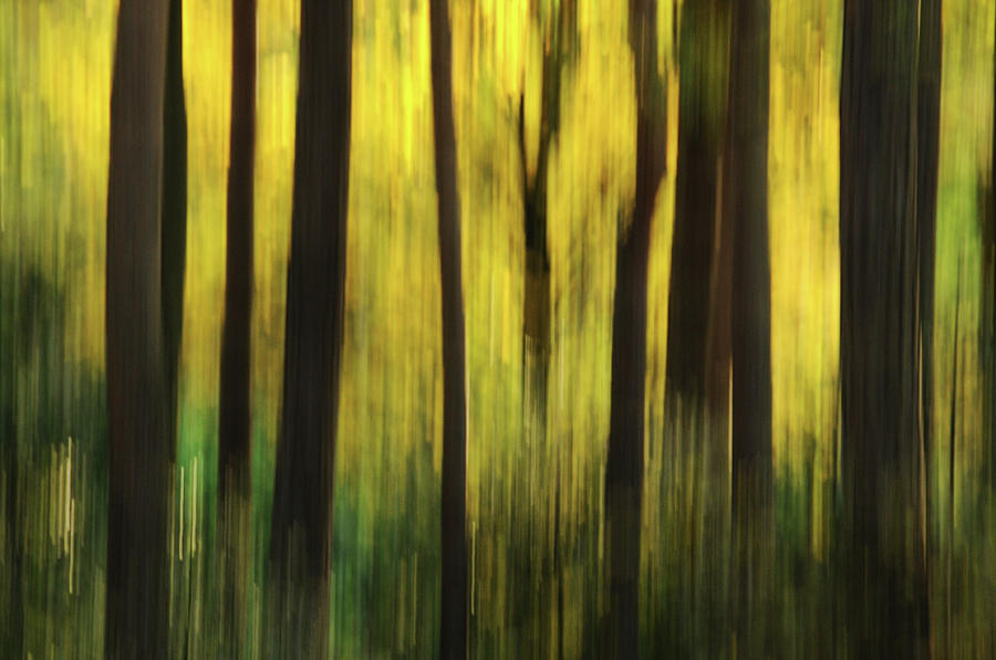 Forest  Abstract Photograph by Peter Mulligan