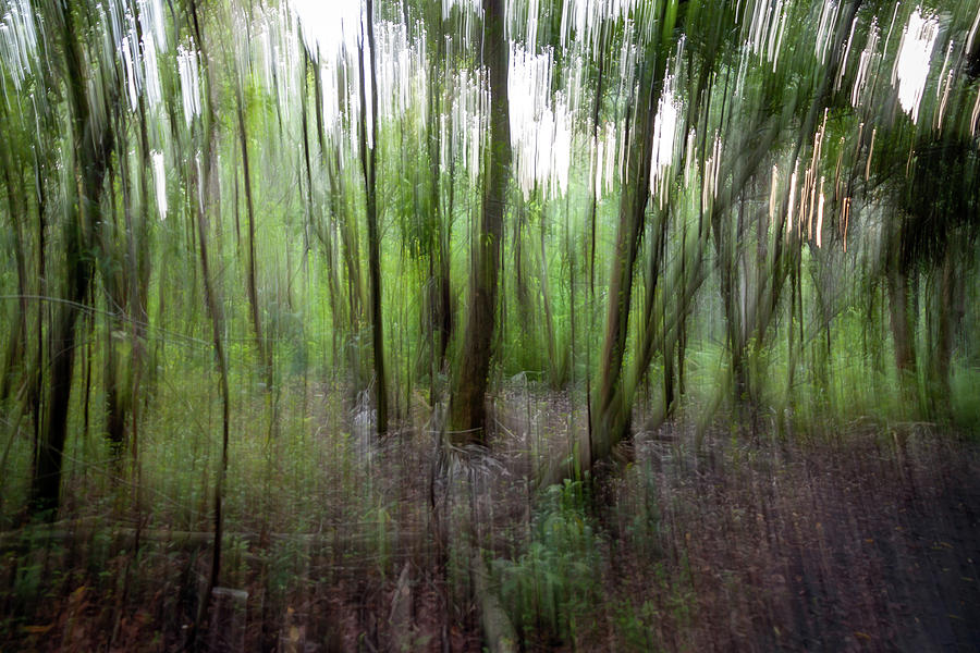 Forest Abstract Photograph by R Scott Duncan