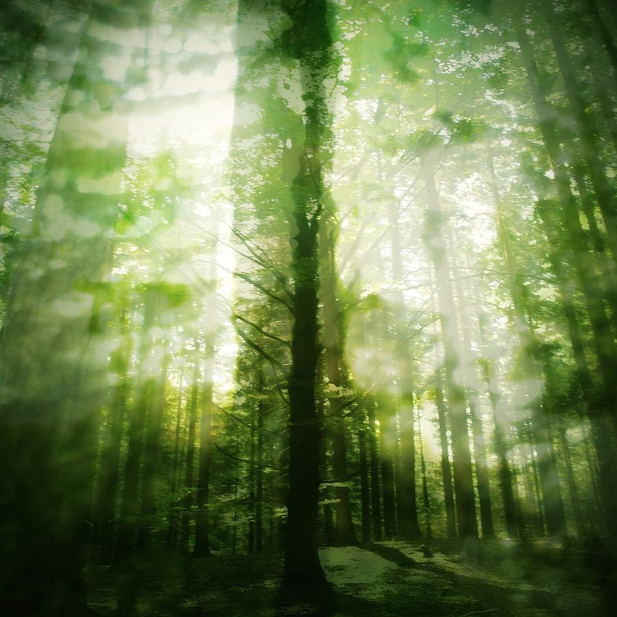 Forest Abstraction Photograph