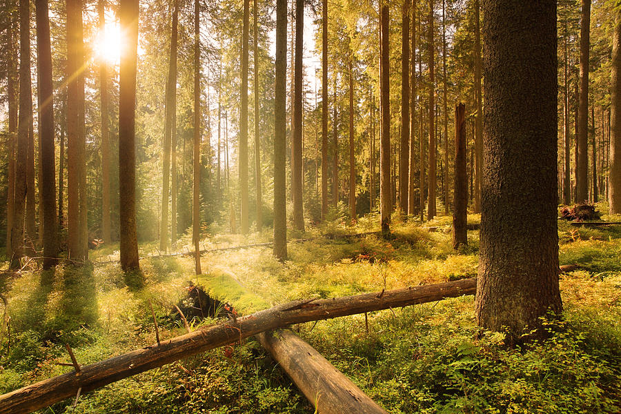 Forest And Sun Rays - Hdr Image Photograph by Konradlew