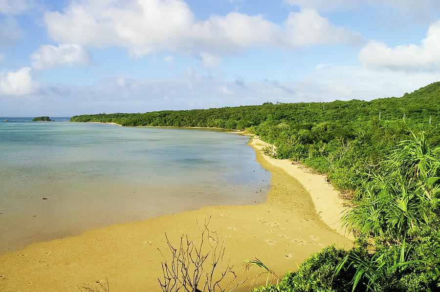 Forest And Tropical Beach At Low Tide Photograph by Ippei Naoi