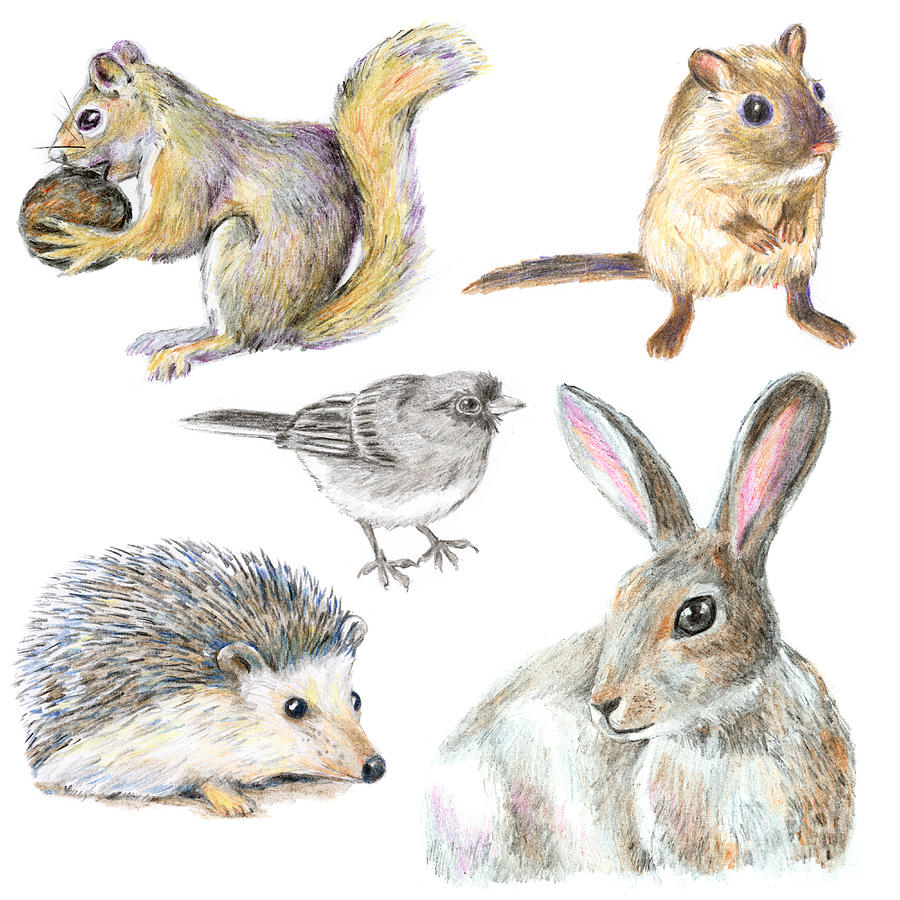 Forest Animals Drawing. Drawing by Color Mix