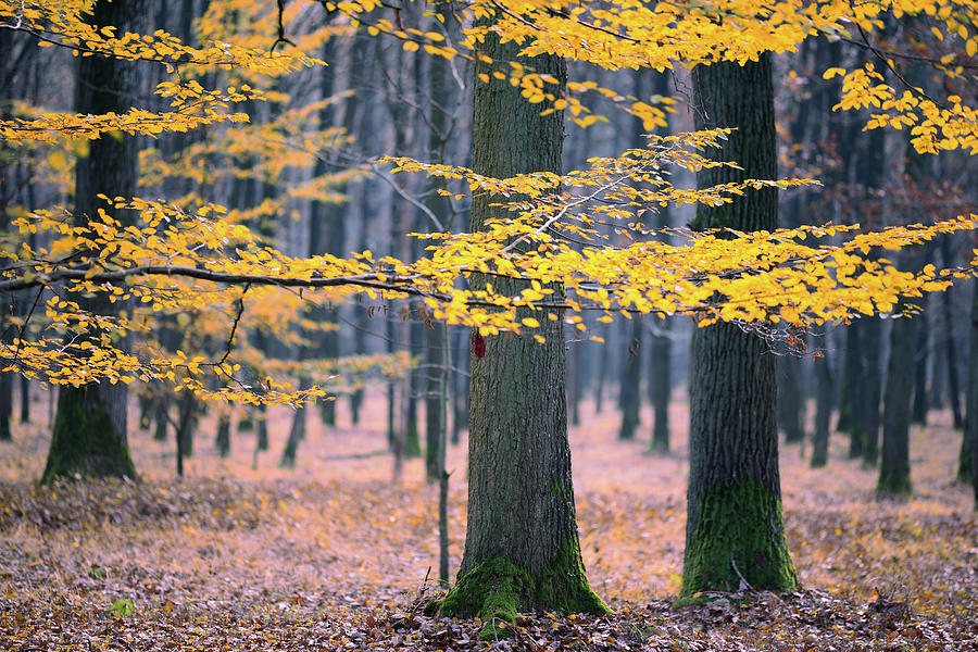 Forest At The End Of Autumn Photograph by Martial Colomb
