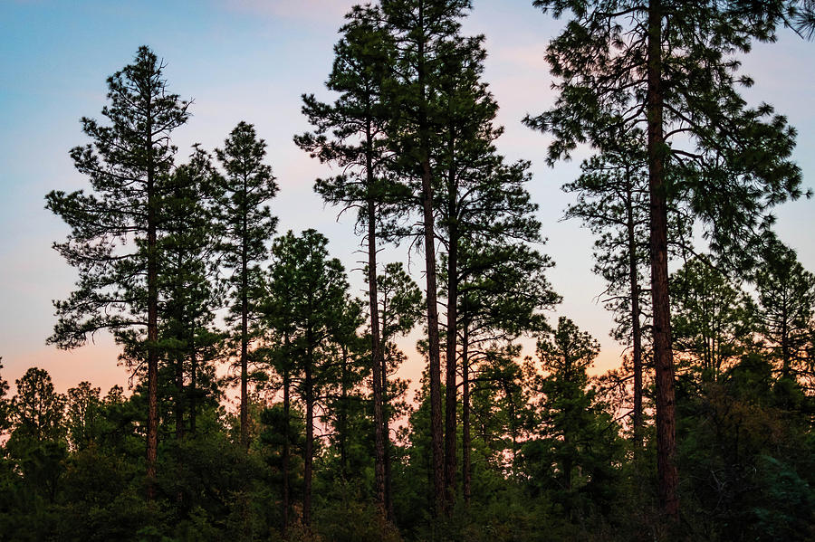 Forest at Twilight by Juliana Swenson Forest at Twilight by Juliana Swenson
