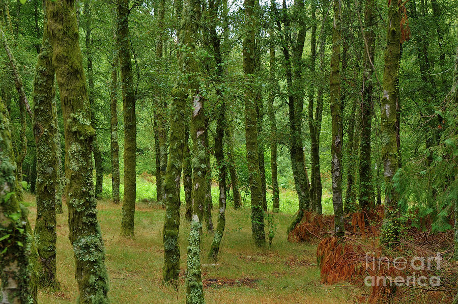 Mountain Photograph - Forest Background In Serra Da Gardunha by Angelo DeVal Mountain Photograph - Forest Background In Serra Da Gardunha by Angelo DeVal