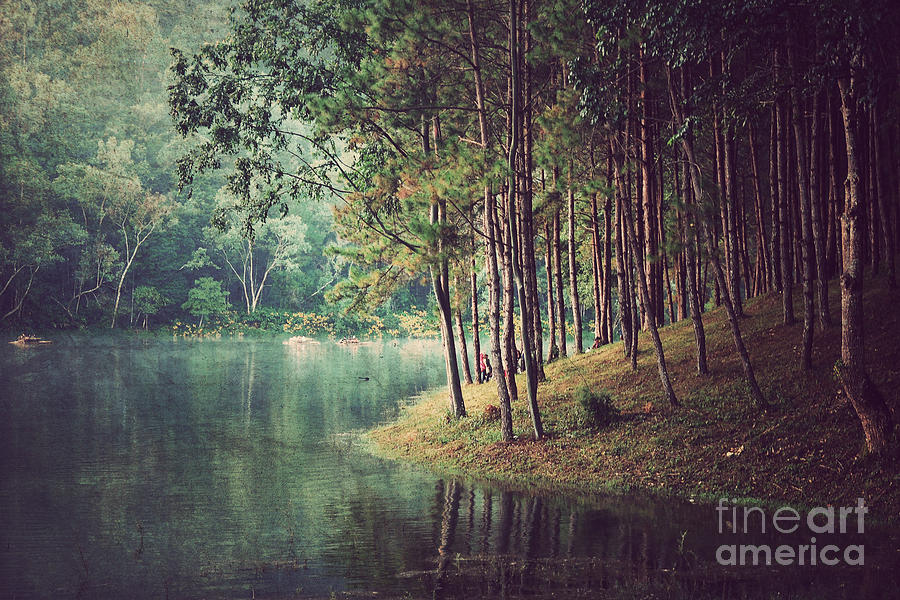Country Photograph - Forest Background vintage Style by Nonnakrit