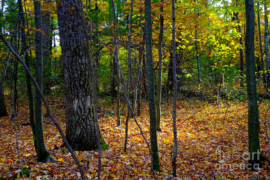 Forest In The Poconos Photograph by Barbra Telfer