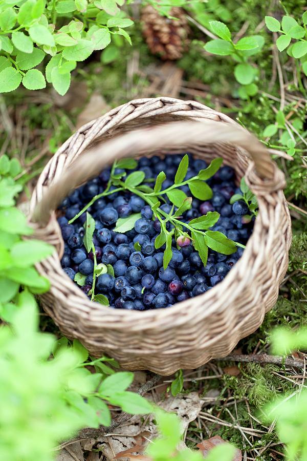 Forest Blueberries In A Basket Photograph by Rua Castilho