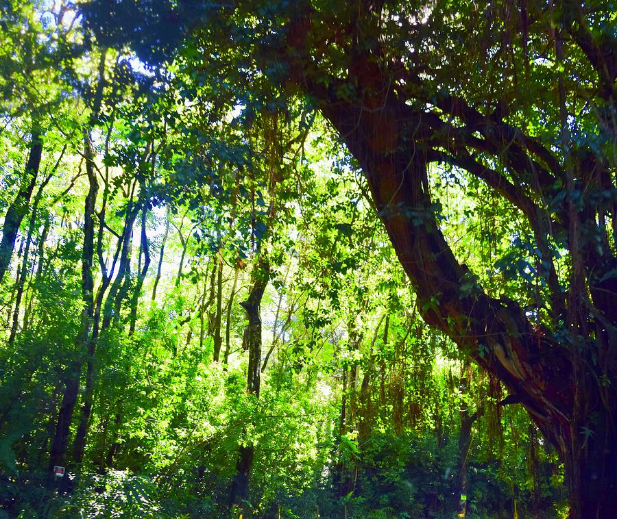 Banyan Tree,Kipahulu Haleakala National Park,Hana - II Photograph by Bnte Creations