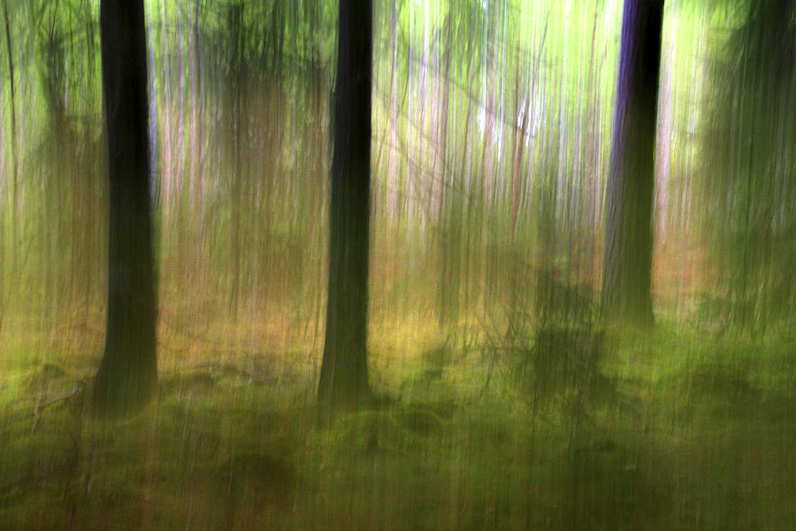 Forest Photograph by Bror Johansson