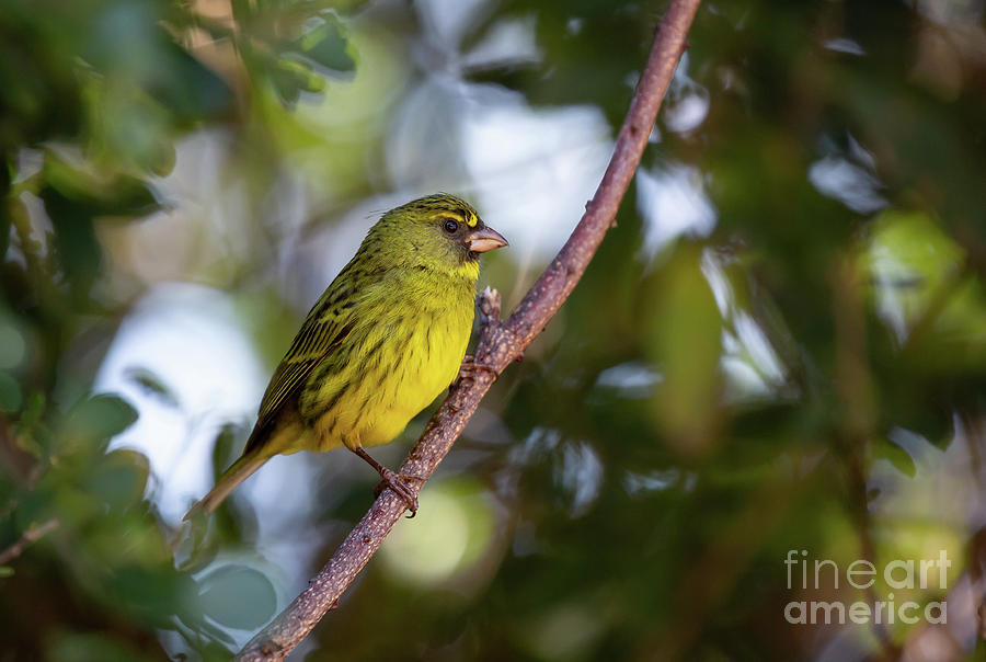 Finch Photograph - Forest Canari by Eva Lechner