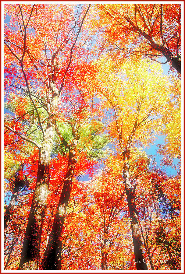 Forest Canopy, Autumn Photograph by A Macarthur Gurmankin