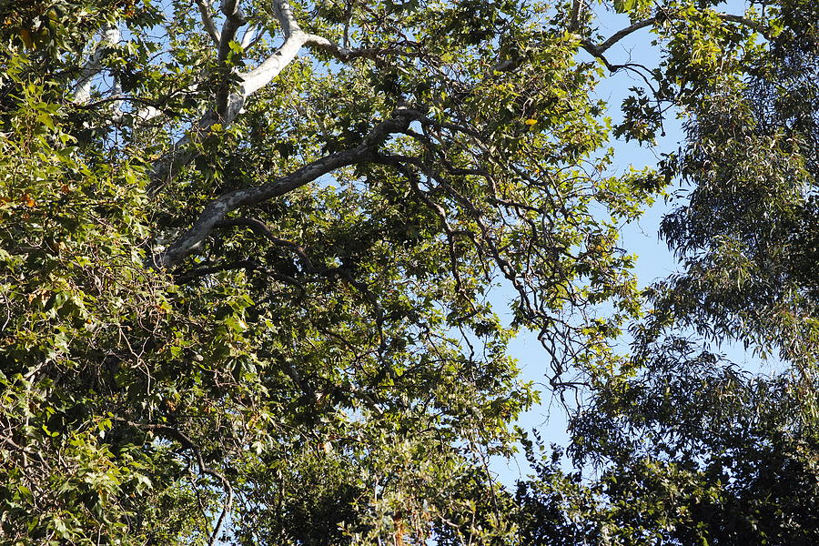 Sycamore Tree Canopy Photograph by Jane Loomis - Fine Art America