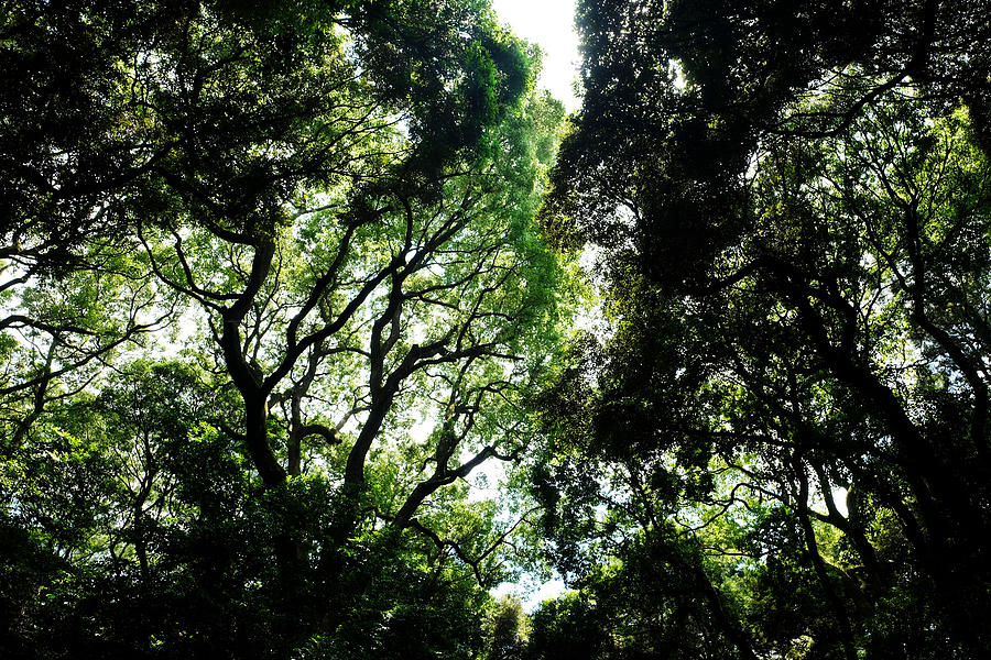 Forest Ceiling Photograph by Rusnico Canonigo - Fine Art America