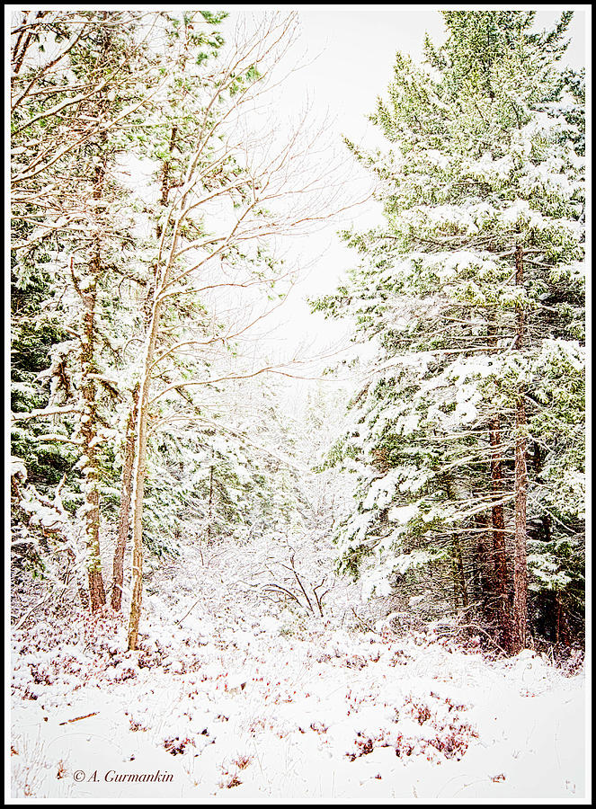 Forest Clearing in a Winter Photograph by A Macarthur Gurmankin