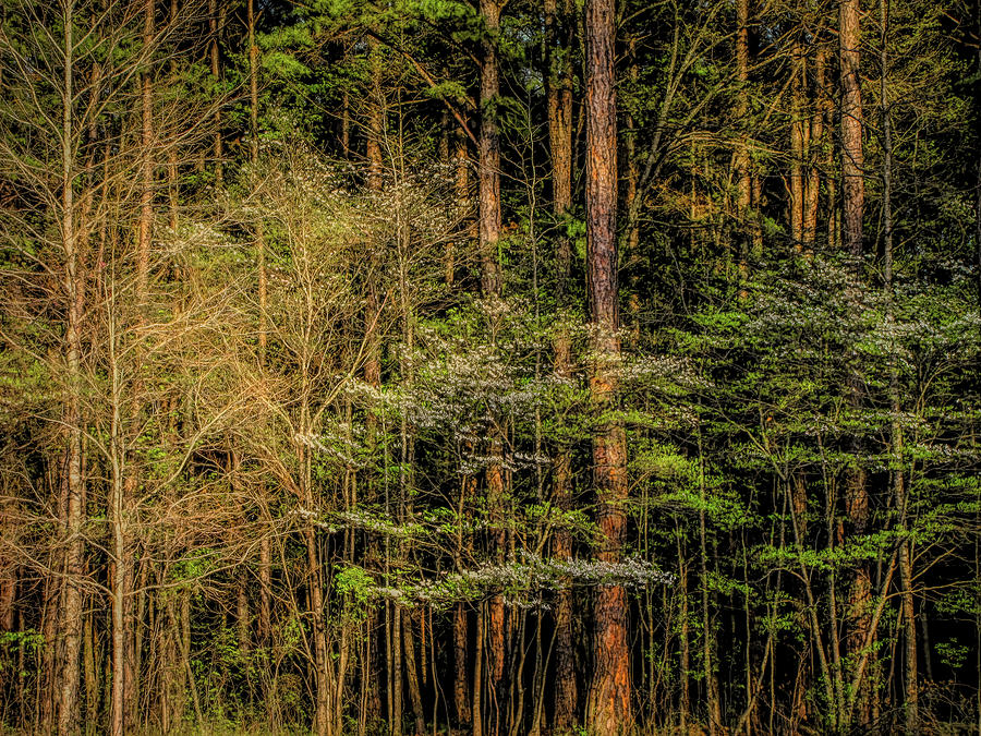 Forest Dogwood by Patricia Cale Forest Dogwood by Patricia Cale