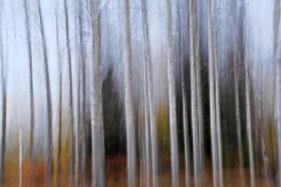 Forest Dreamland Photograph by Catherine Reading
