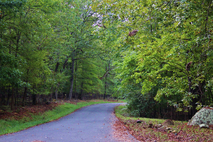 Forest Drive Photograph by Cynthia Guinn