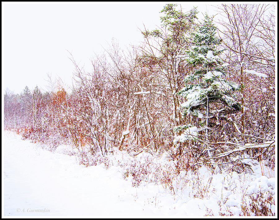 Forest Edge Thicket in Winter Photograph by A Macarthur Gurmankin