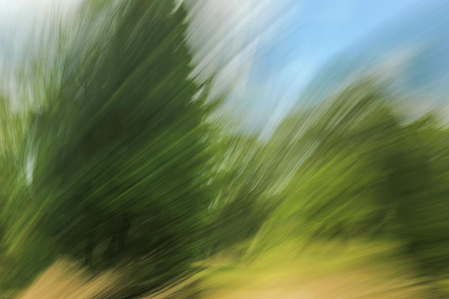 Forest Expression by Dan Sproul Forest Expression by Dan Sproul