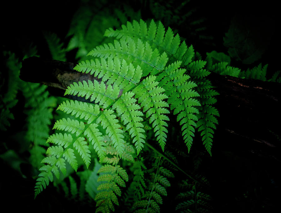 Forest Fern by Ronald Santini Forest Fern by Ronald Santini