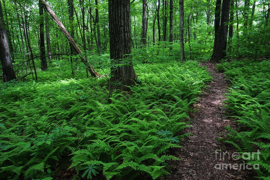 Fabulous Ferns For Every Garden JCCWilliamsburg Master, 40% OFF