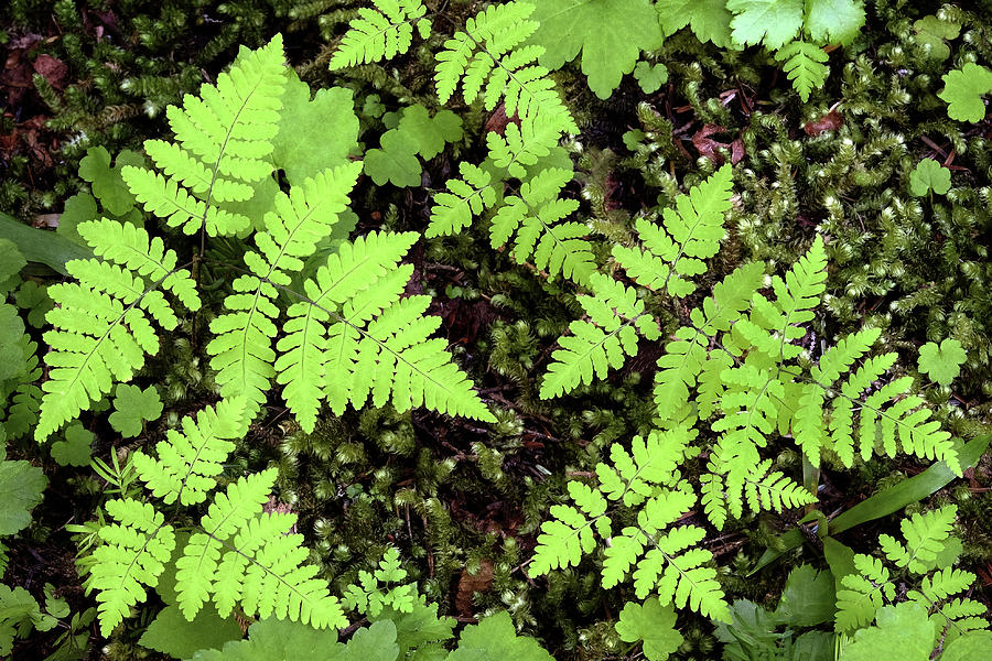 Forest Ferns - Idaho Panhandle National Photograph by Theodore Clutter