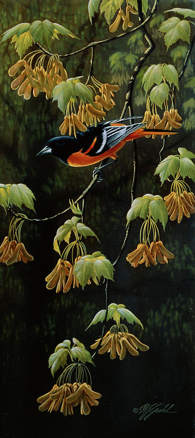 Bird Painting - Forest Flame - Baltimore Oriole by Wilhelm Goebel