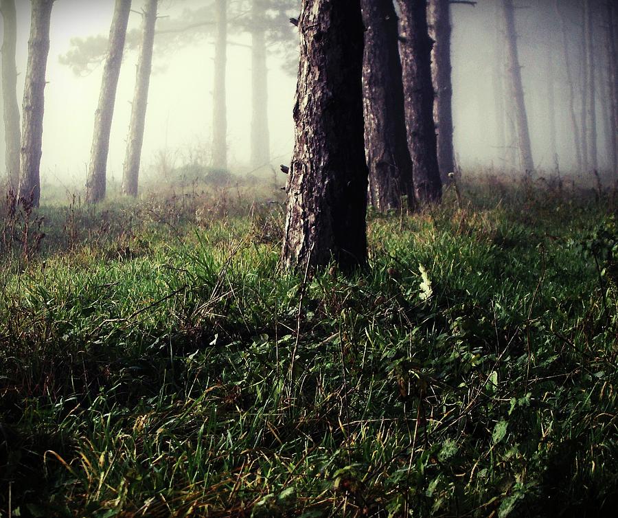 Forest Floor And Trees On Foggy Day Photograph by By Julie Mcinnes