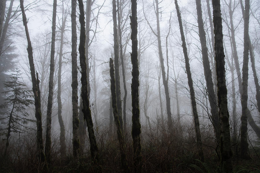Forest Fog Photograph by Steven Clark