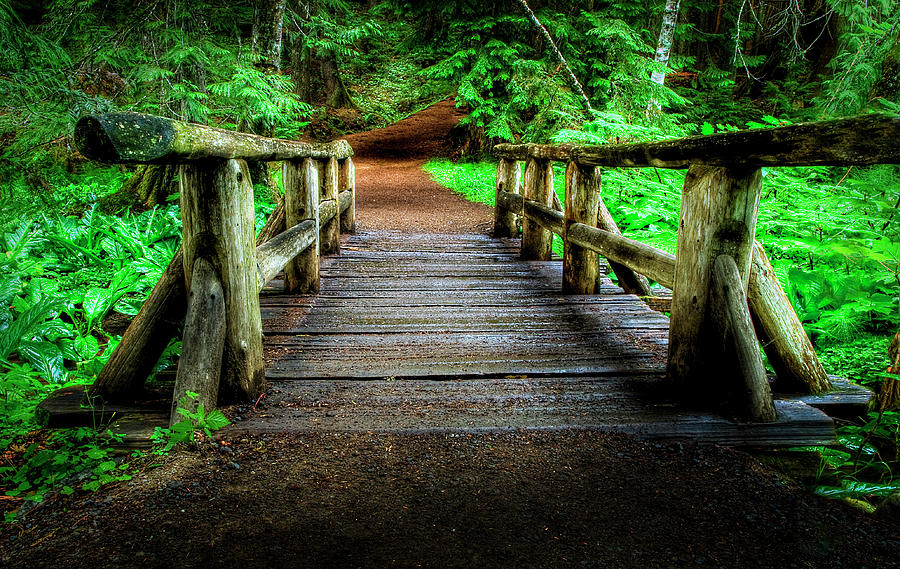 Forest Foot Bridge Photograph by Bill Hinton Photography