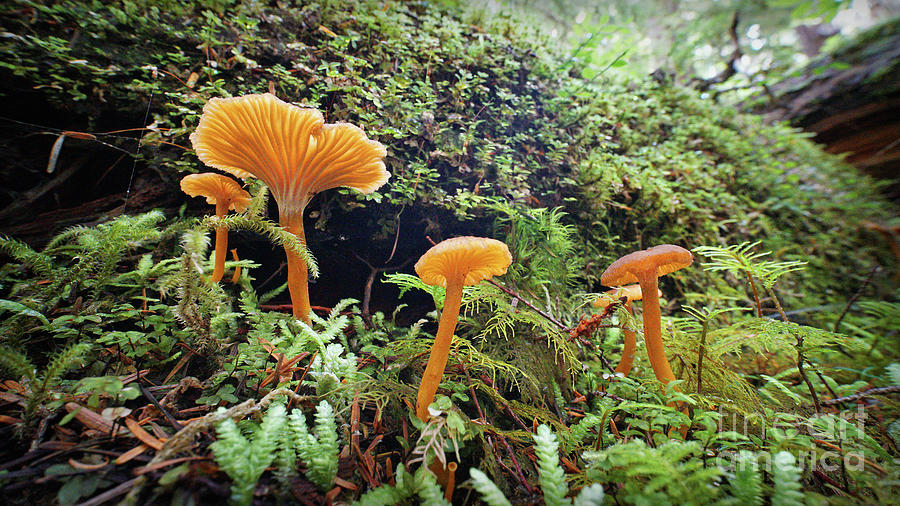 Forest Fungi Photograph by Martin Konopacki
