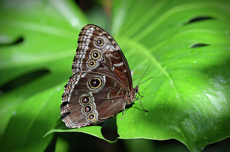 Forest Giant Owl Butterfly On Green Leaf  Photograph by Maria Angelica Maira