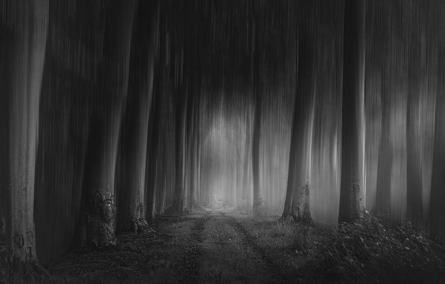 Forest Photograph - Forest Gloom by Chantal Van Der Werf
