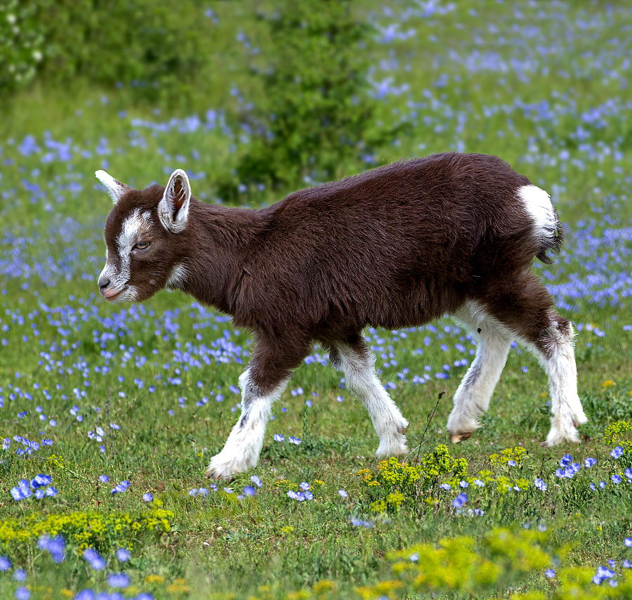 Forest Goat by Robert Maier