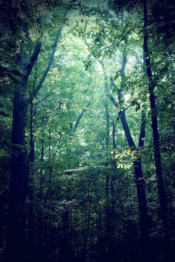 Forest Green Photograph by Michelle Wermuth