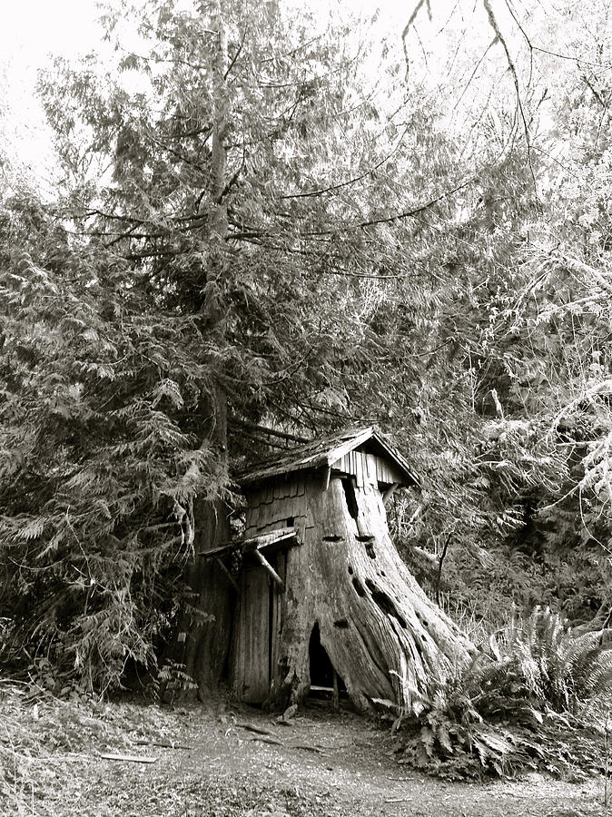 Forest hobbit home Photograph by Life Makes Art
