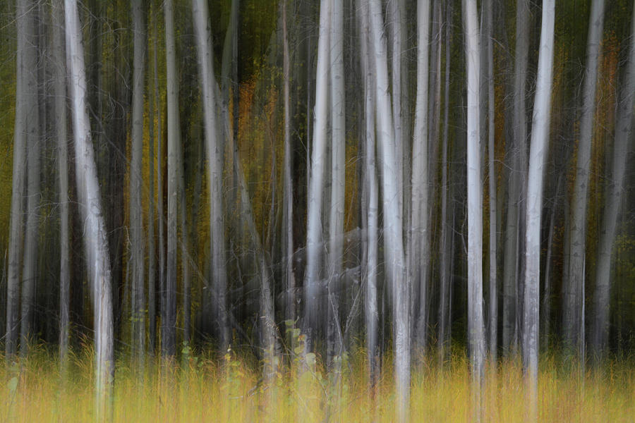 Abstract Photograph - Forest Illusions- Aspen Forest by Whispering Peaks Photography