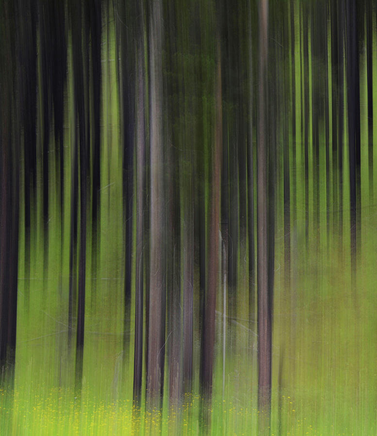 Forest Illusions- Forest Green Photograph by Whispering Peaks Photography