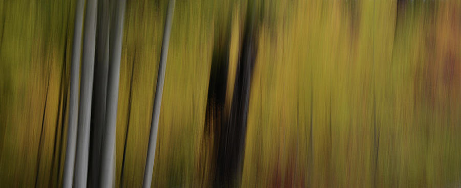 Abstract Photograph - Forest Illusions- Gold at Bowman by Whispering Peaks Photography