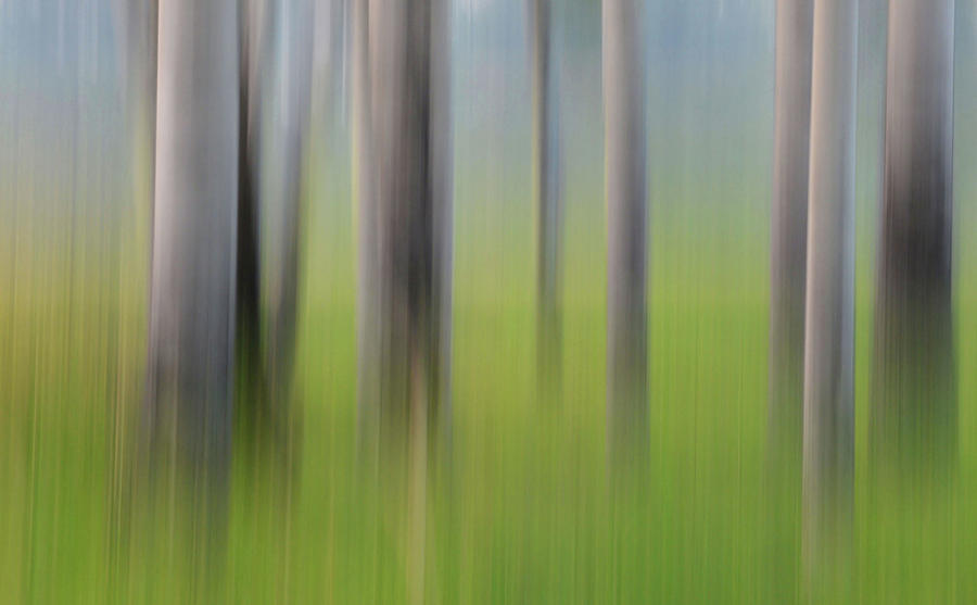 Forest Illusions- Grove of Aspen Photograph by Whispering Peaks Photography