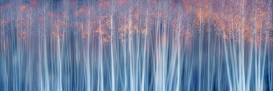 Tree Photograph - Forest In Autumn Dream by Mei Xu