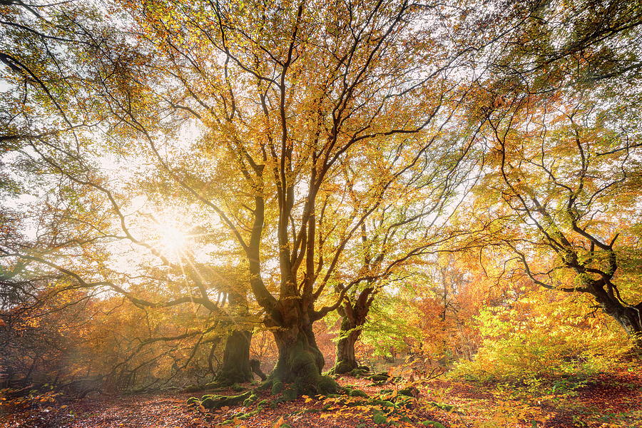 Forest In Autumn, Hesse, Germany Digital Art by Jonas Huhn